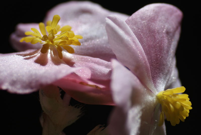 Pink Begonia