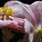 Pink Begonia