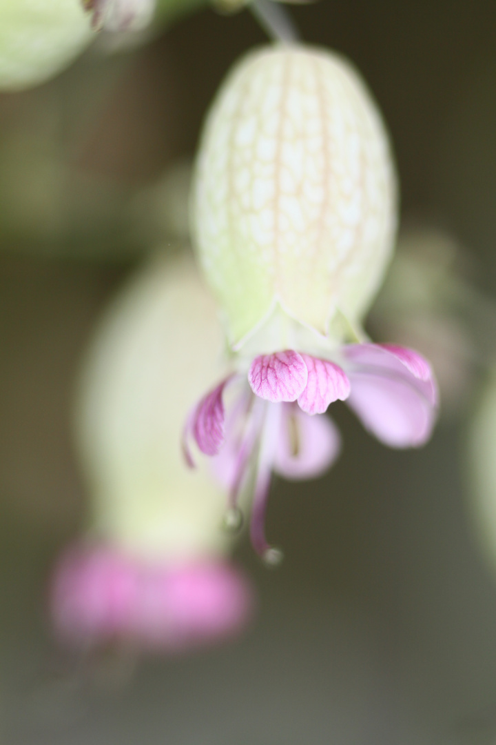 Pink Bells