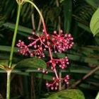 Pink berries