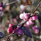 pink berries