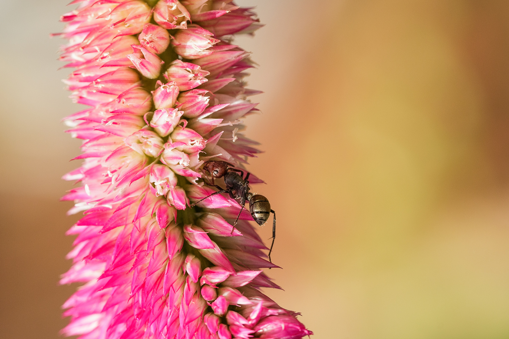 Pink Blossom