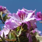 pink blossom