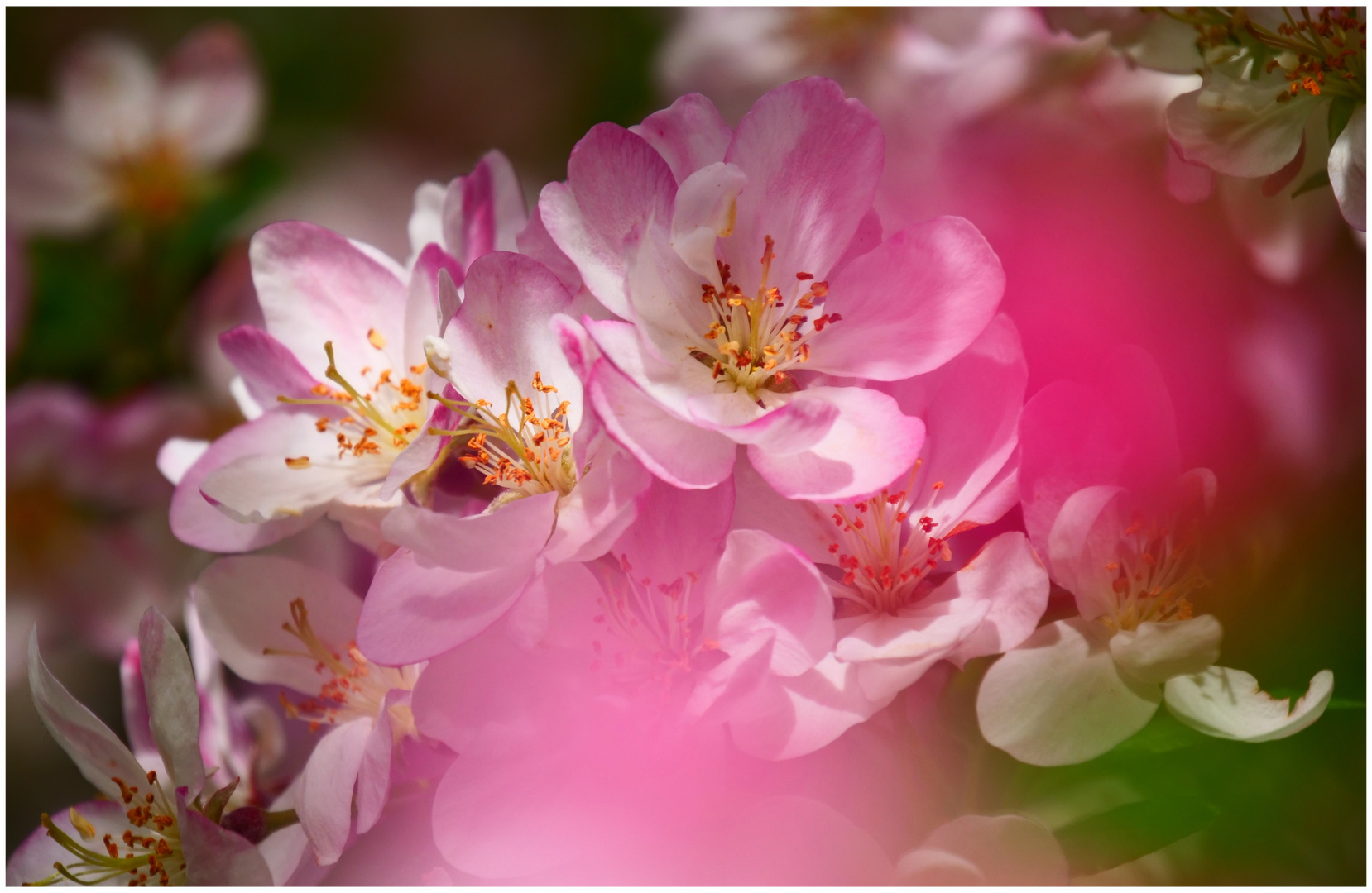 Pink Blossom