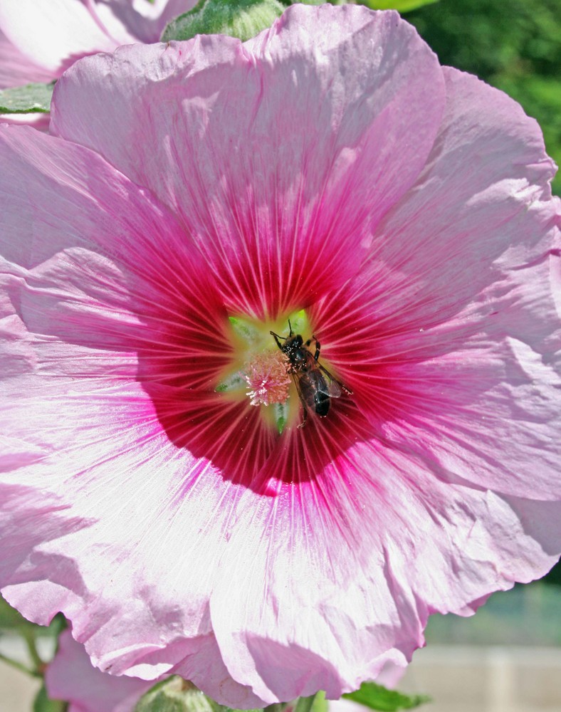 Pink blossom