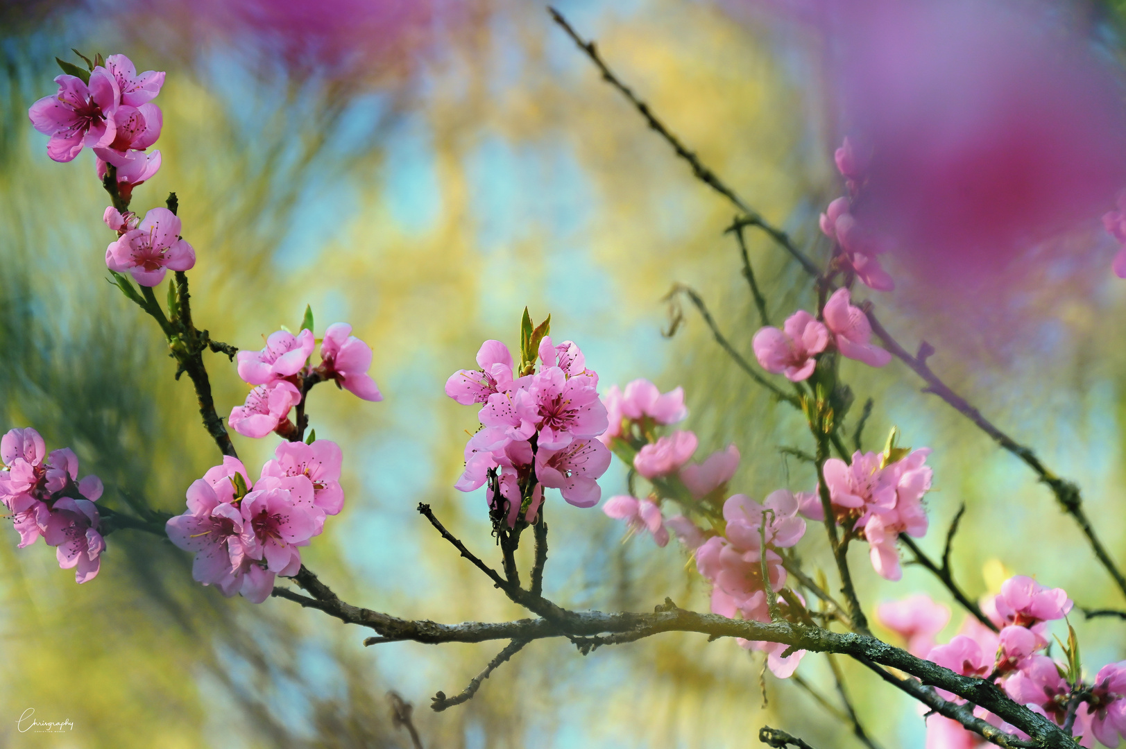 Pink Blossom