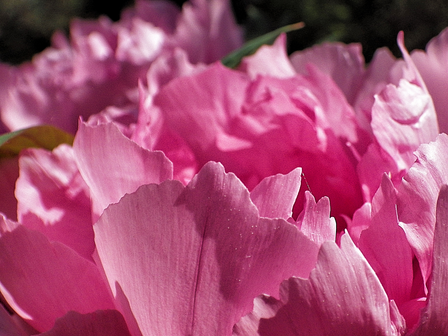 pink blossom