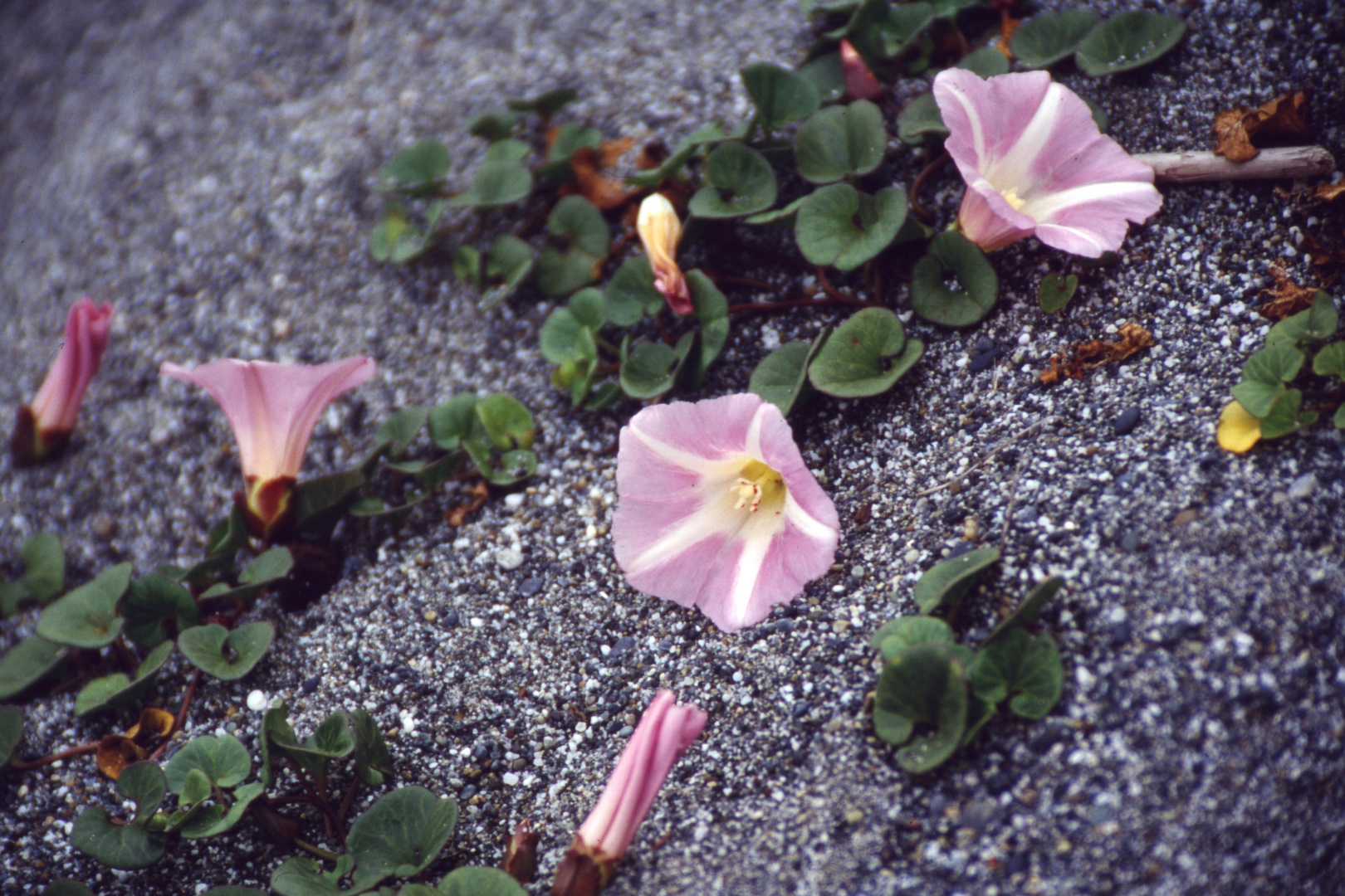 Pink Blossom