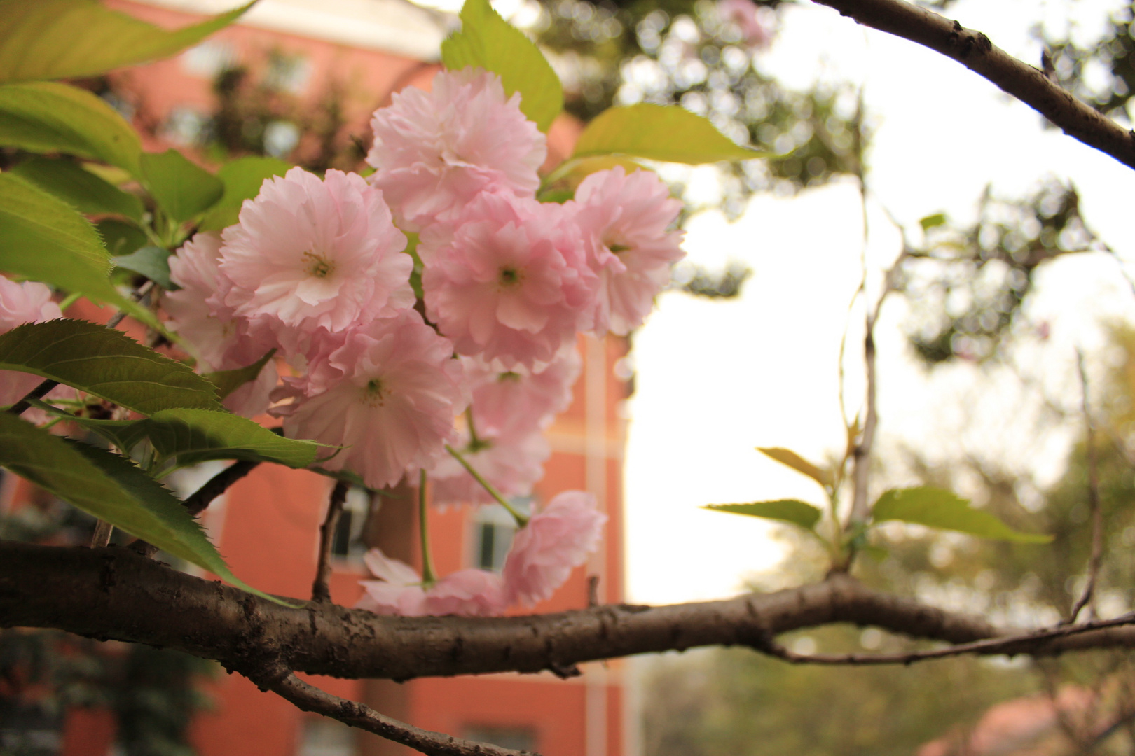 pink blossom