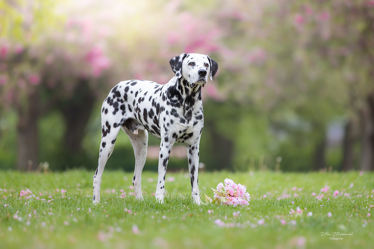 ...pink blossom...