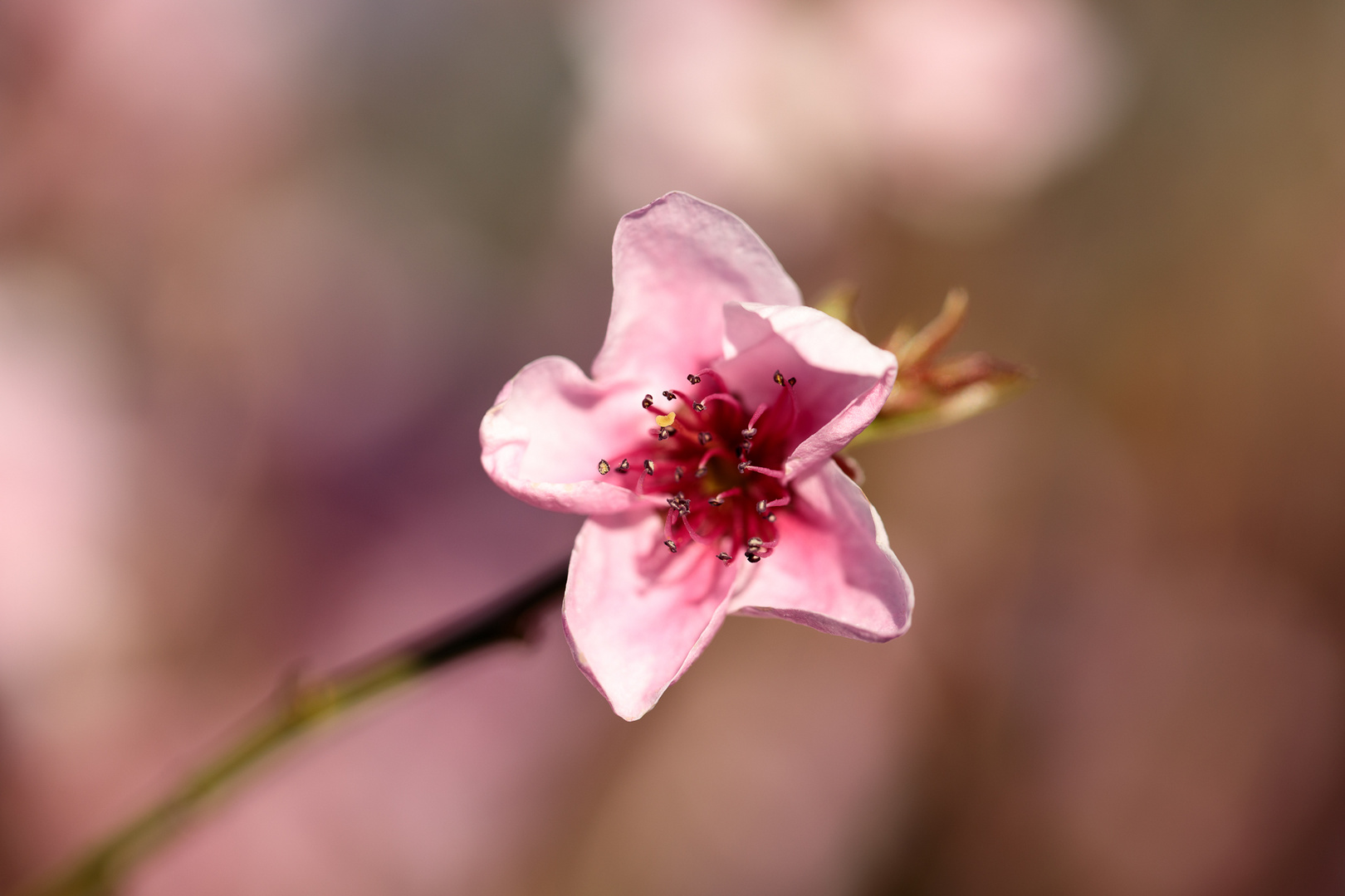 Pink Blossom