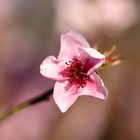 Pink Blossom