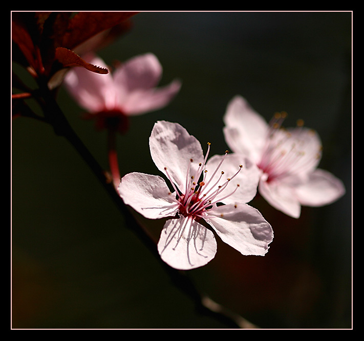 Pink blossom...