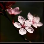 Pink blossom...