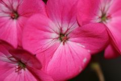 pink blossoms