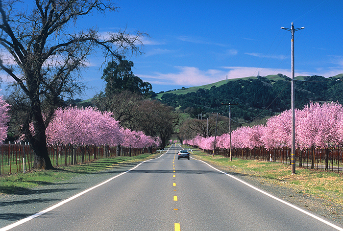 Pink Blossoms Along a Country Road in California Wine Country