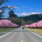 Pink Blossoms Along a Country Road in California Wine Country