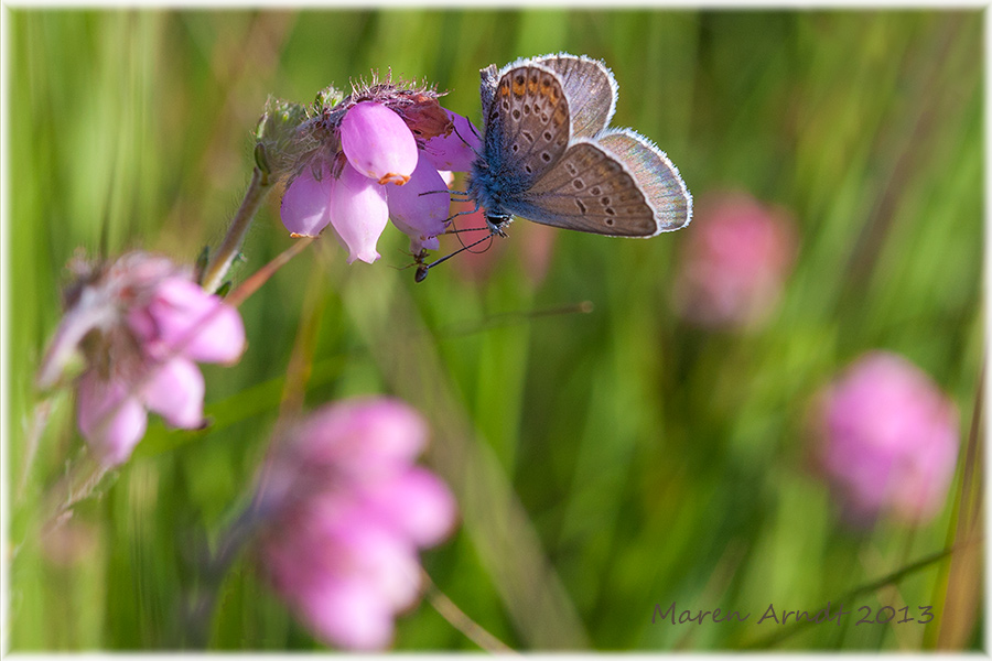 Pink blüht es im Teufelsmoor