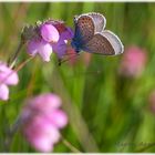 Pink blüht es im Teufelsmoor