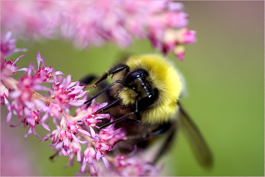 .. pink Blümchen mit Hummel ....