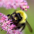 .. pink Blümchen mit Hummel ....