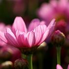 Pink Blüten