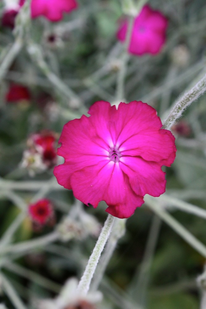 Pink Blume Foto Bild Pflanzen Pilze Flechten Bluten Kleinpflanzen Gartenpflanzen Und Bluten Bilder Auf Fotocommunity