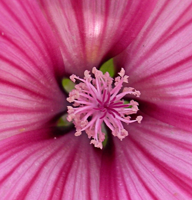 Pink-Blumen-Stempel