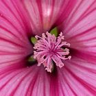 Pink-Blumen-Stempel