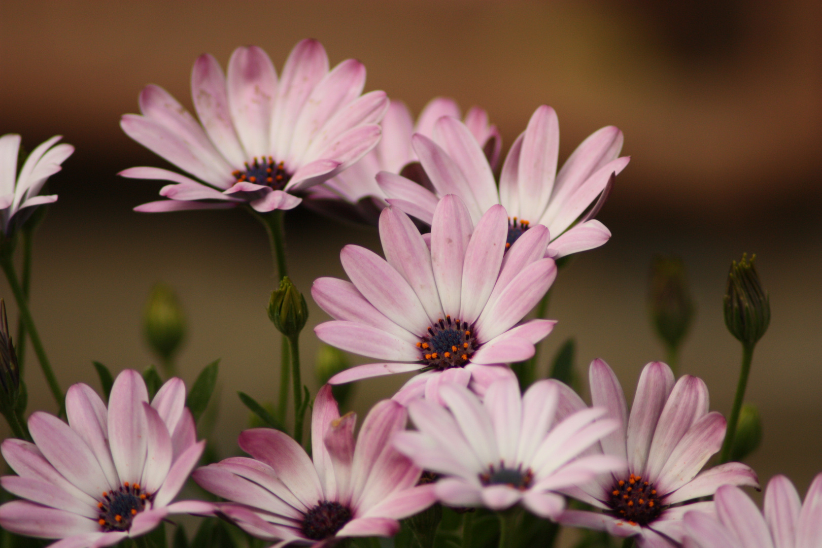 pink bokeh