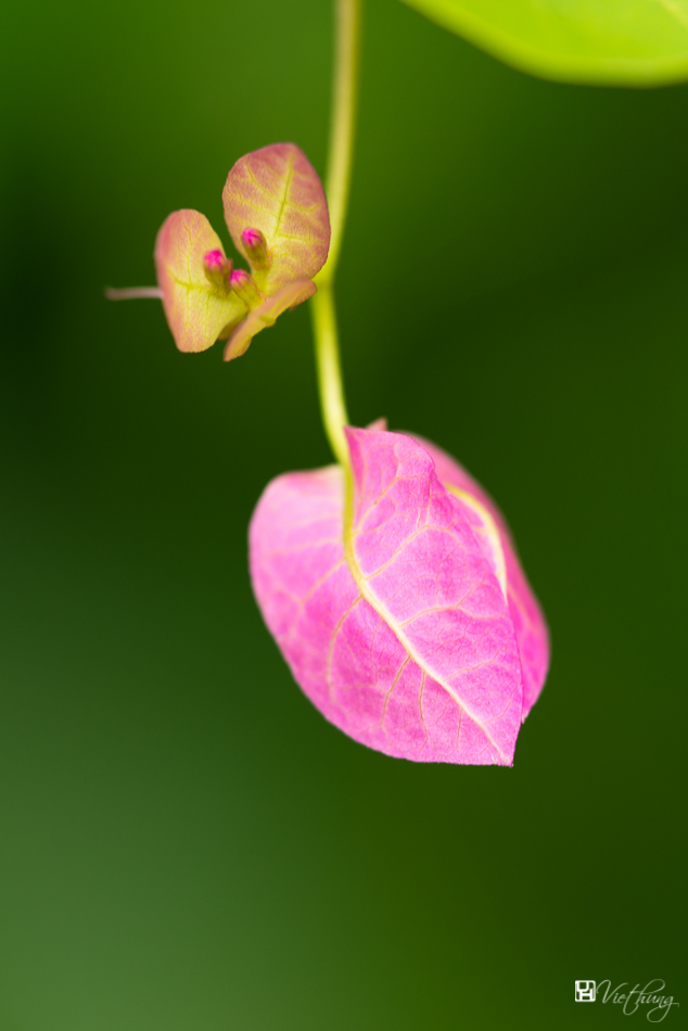 Pink bougainvillea spectabilis