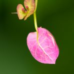 Pink bougainvillea spectabilis