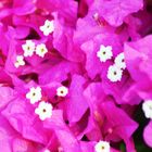 pink bouganvillea