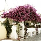 Pink Bushes of Capri