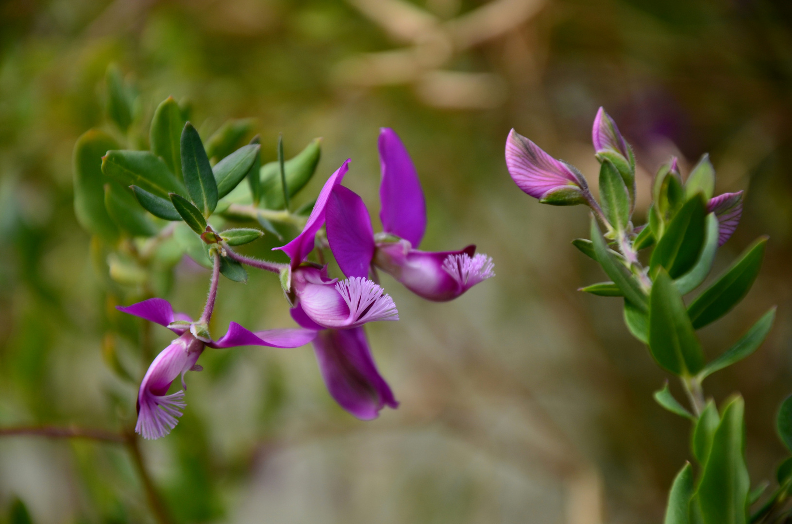 Pink Butterfly --- Polygala myrtifolia L.