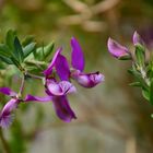 Pink Butterfly --- Polygala myrtifolia L.