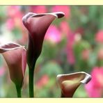 Pink Cala Lilies