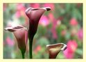 Pink Cala Lilies von Adele D. Oliver