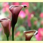 Pink Cala Lilies