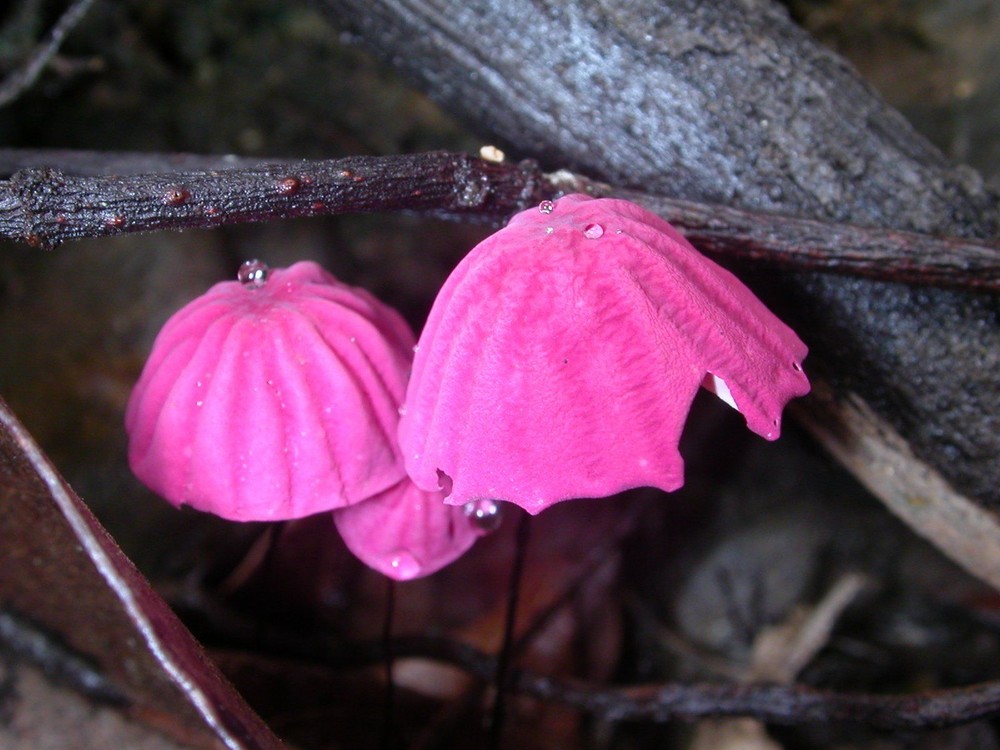 Pink Caps