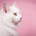 pink cat