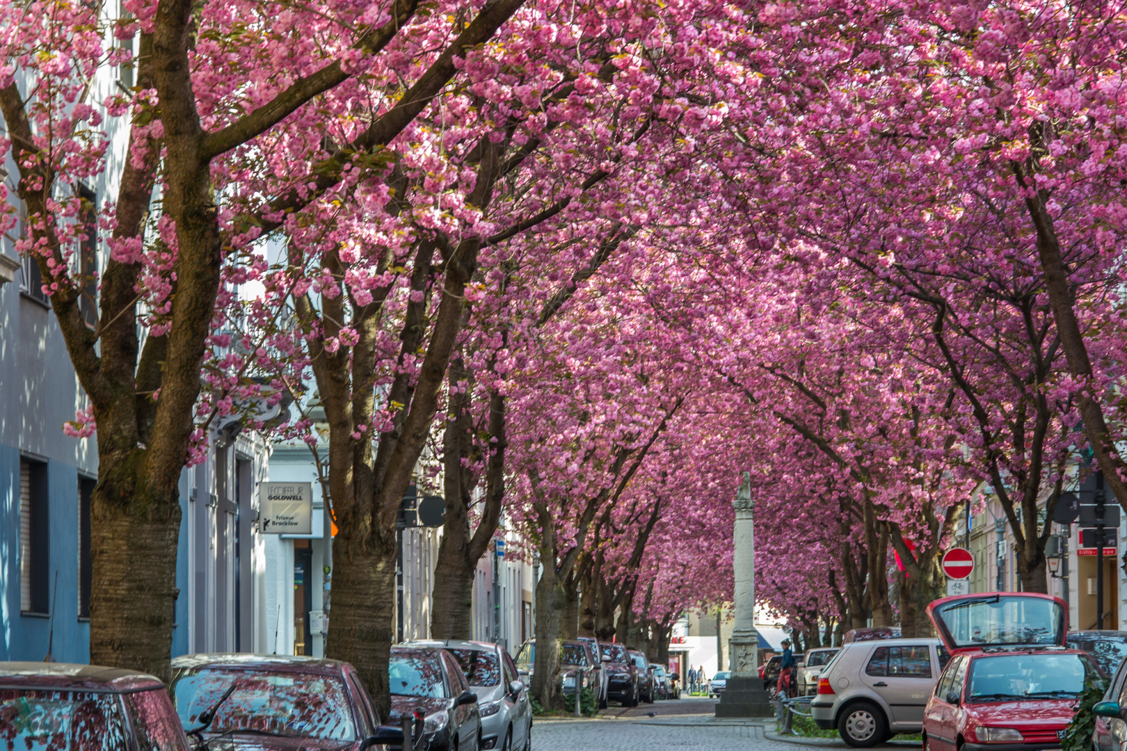 Pink Cherry Blossom