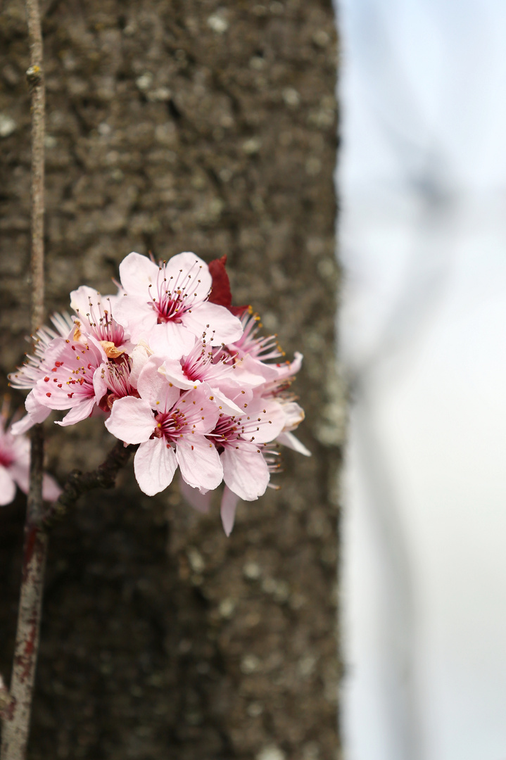 Pink Cherry Blossoms