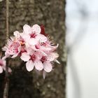 Pink Cherry Blossoms