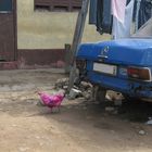 Pink Chicken