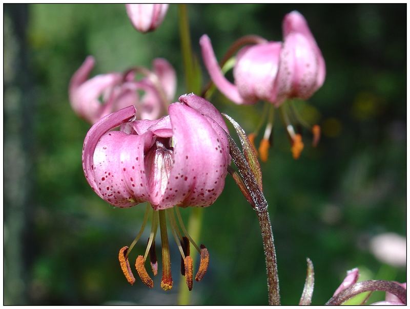 Pink Close-Up