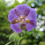 Pink colored wildflower