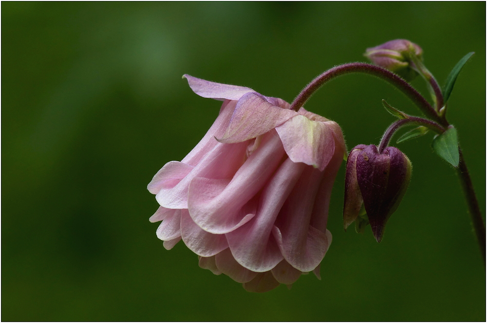 Pink columbine