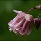 Pink columbine