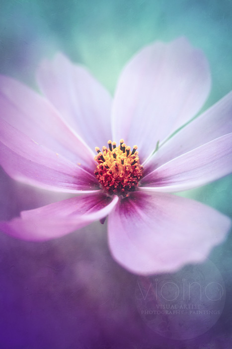 PINK COSMEA